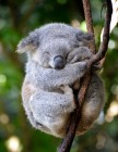 Koala-aventure